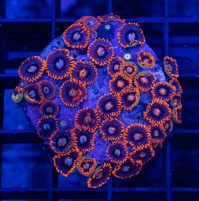 Fire and Ice Zoas