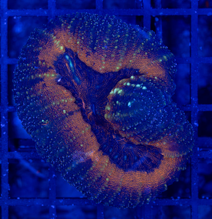 Orange Multicolour Acan Pachysepta