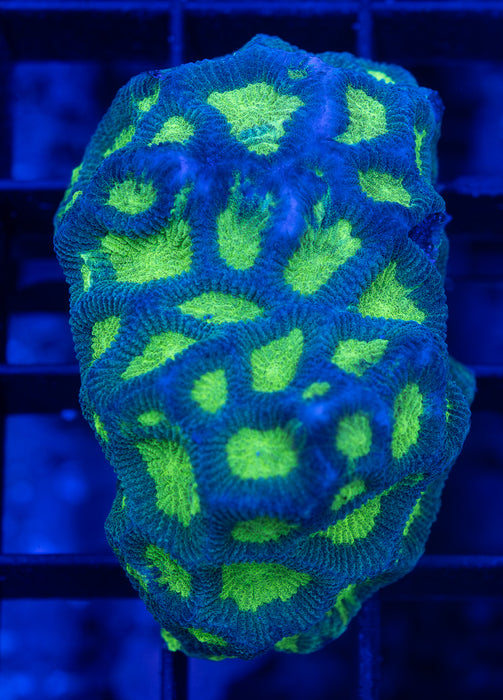 Toxic Green Favia