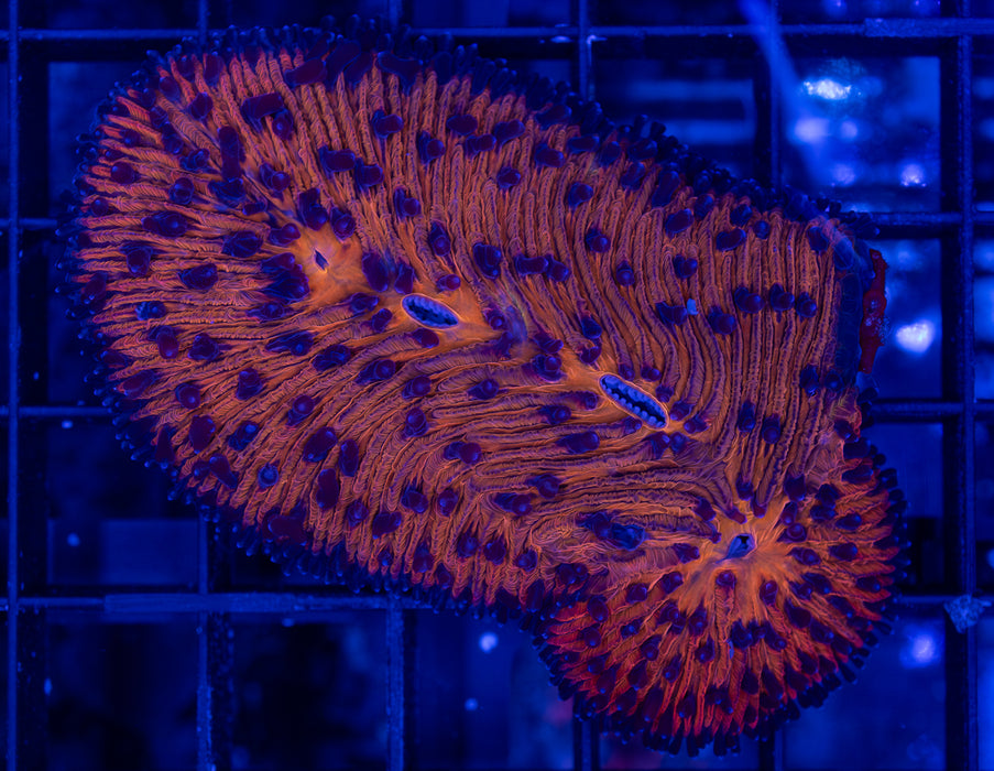 Red Herpolitha