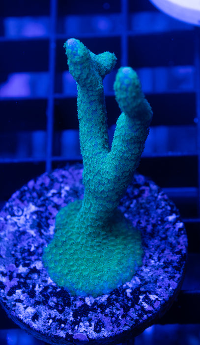 Mint Green Digi