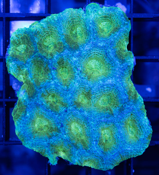 Green Echinata