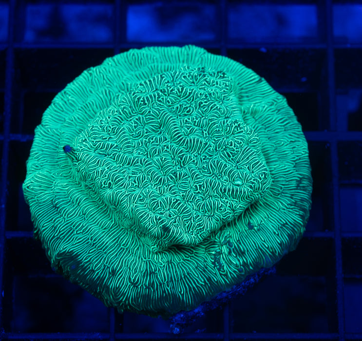 Neon Green Leptoseris