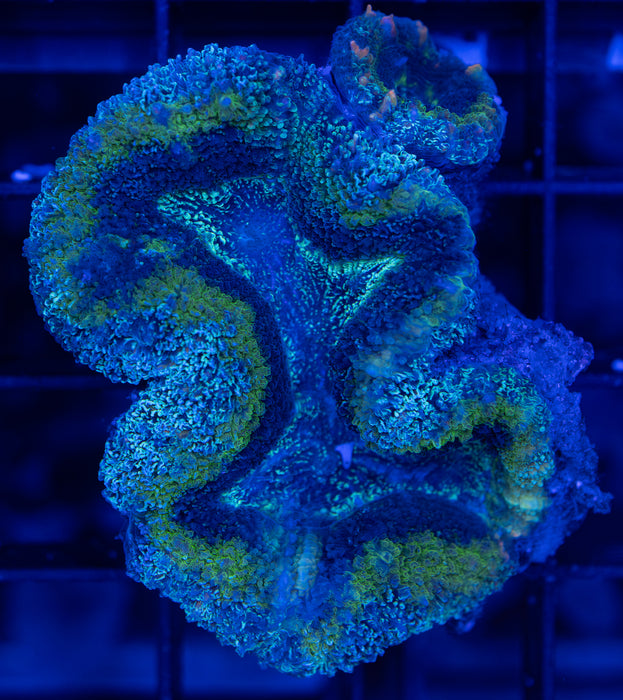 Green Multicolour Lobo