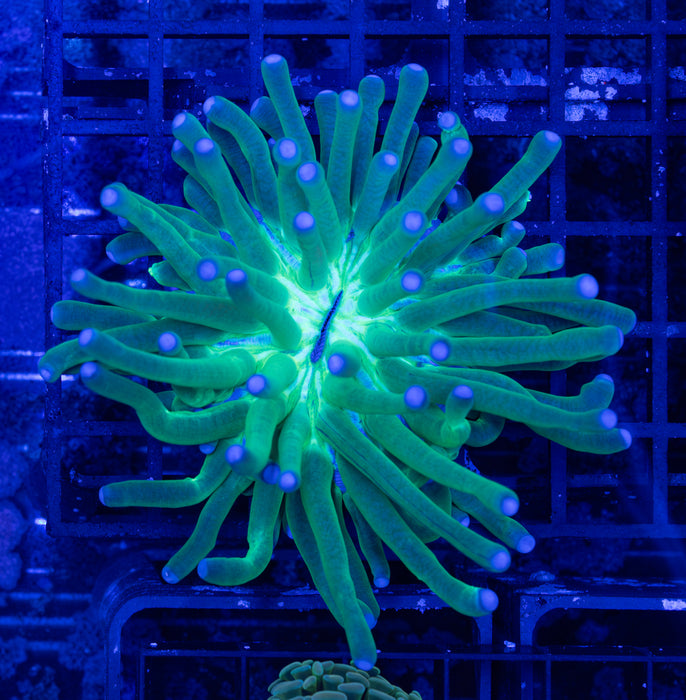 Green Heliofungia