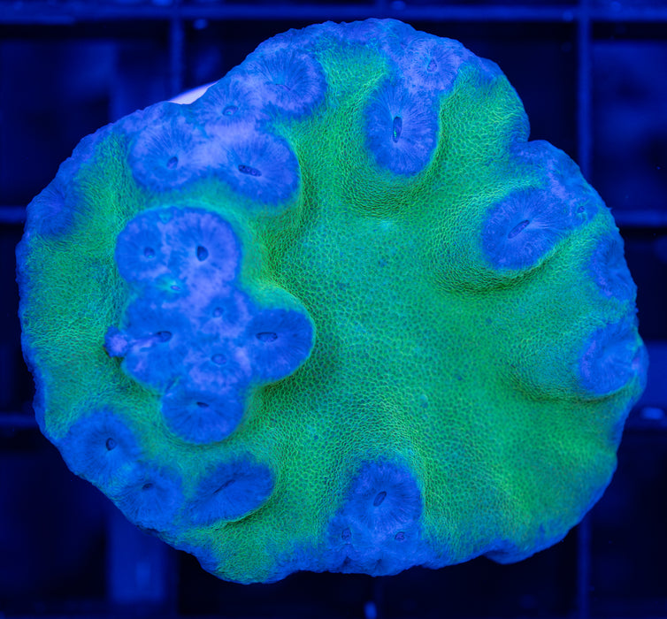 Green Base Cup Coral