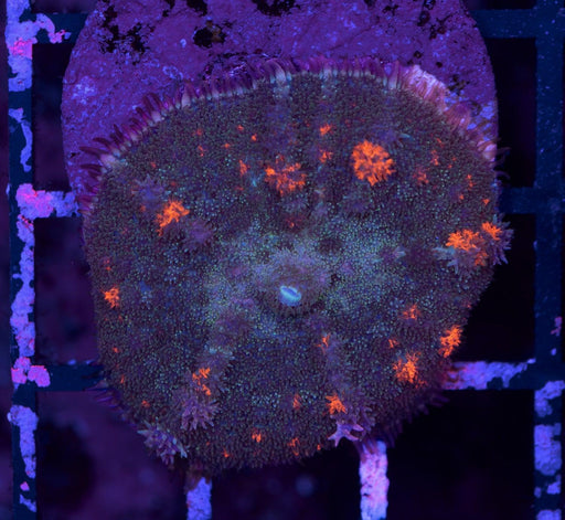 Flame Burst Fuzzy Rhodactis Single Polyp - Ocean Reefs Marine Aquariums