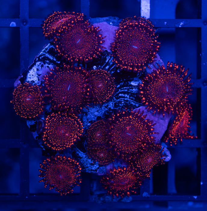 Darth Maul Zoas
