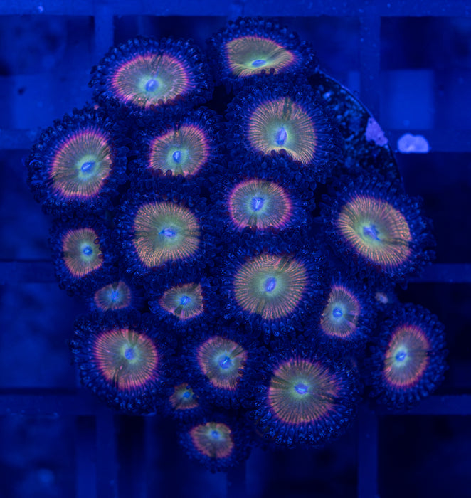 Nirvana Zoas