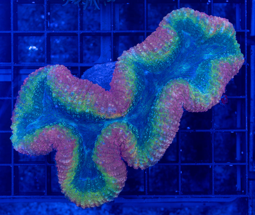 QLD Rainbow Lobo