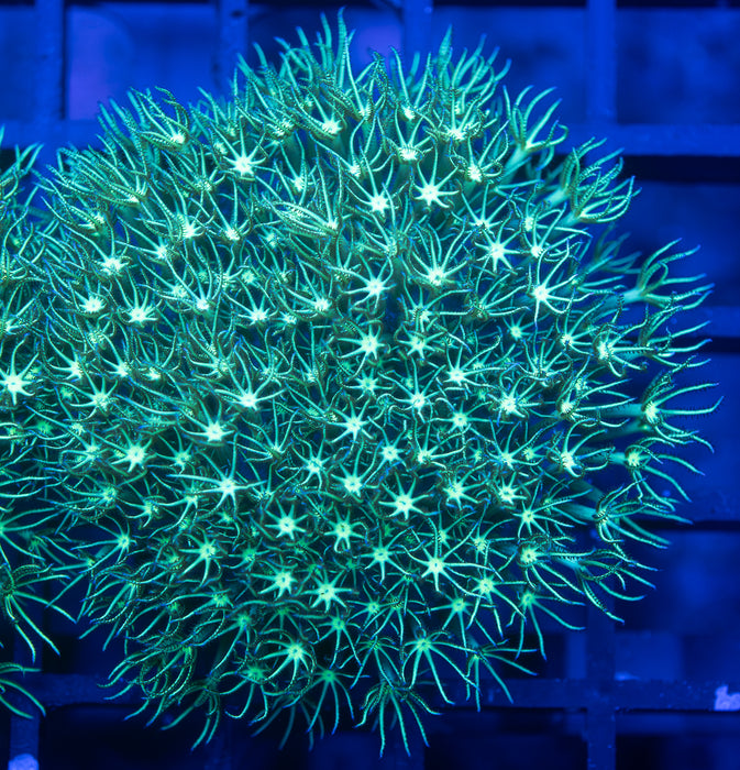 Green Star Polyp
