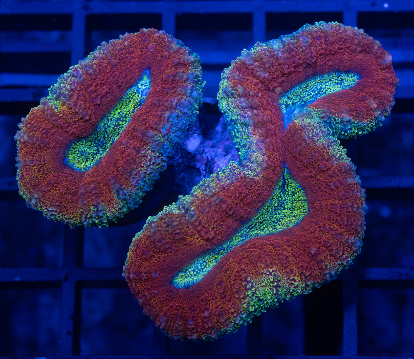 QLD Glitter Green Lobo