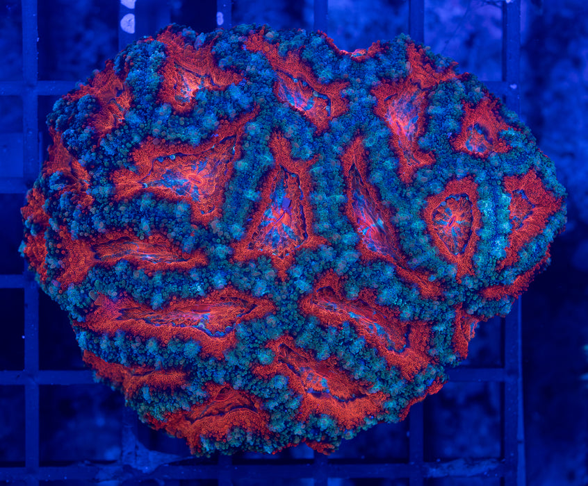 QLD Red/Green Acan