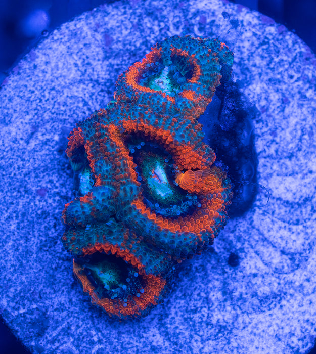 Orange Rim Acan
