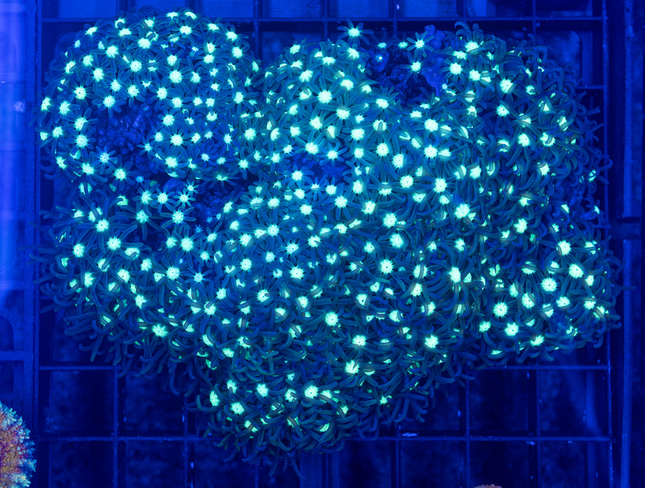 QLD Starry Night Star Polyp