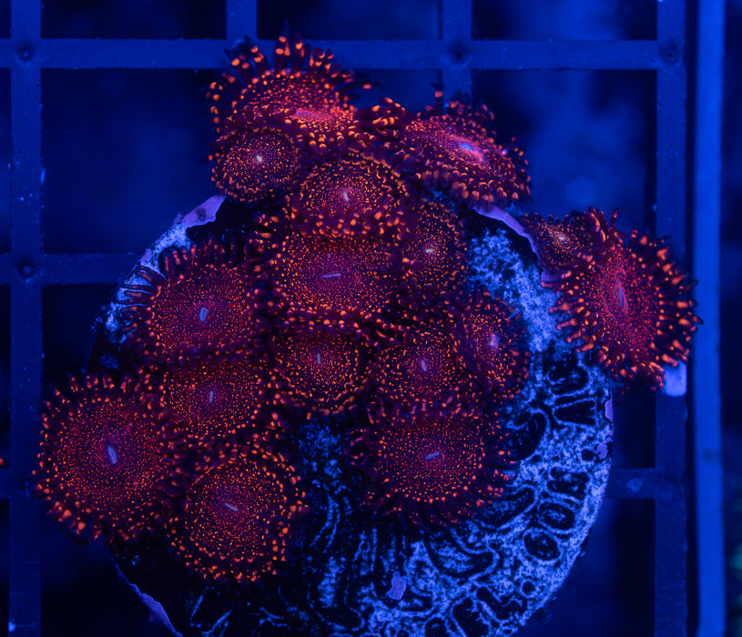 Darth Maul Zoas