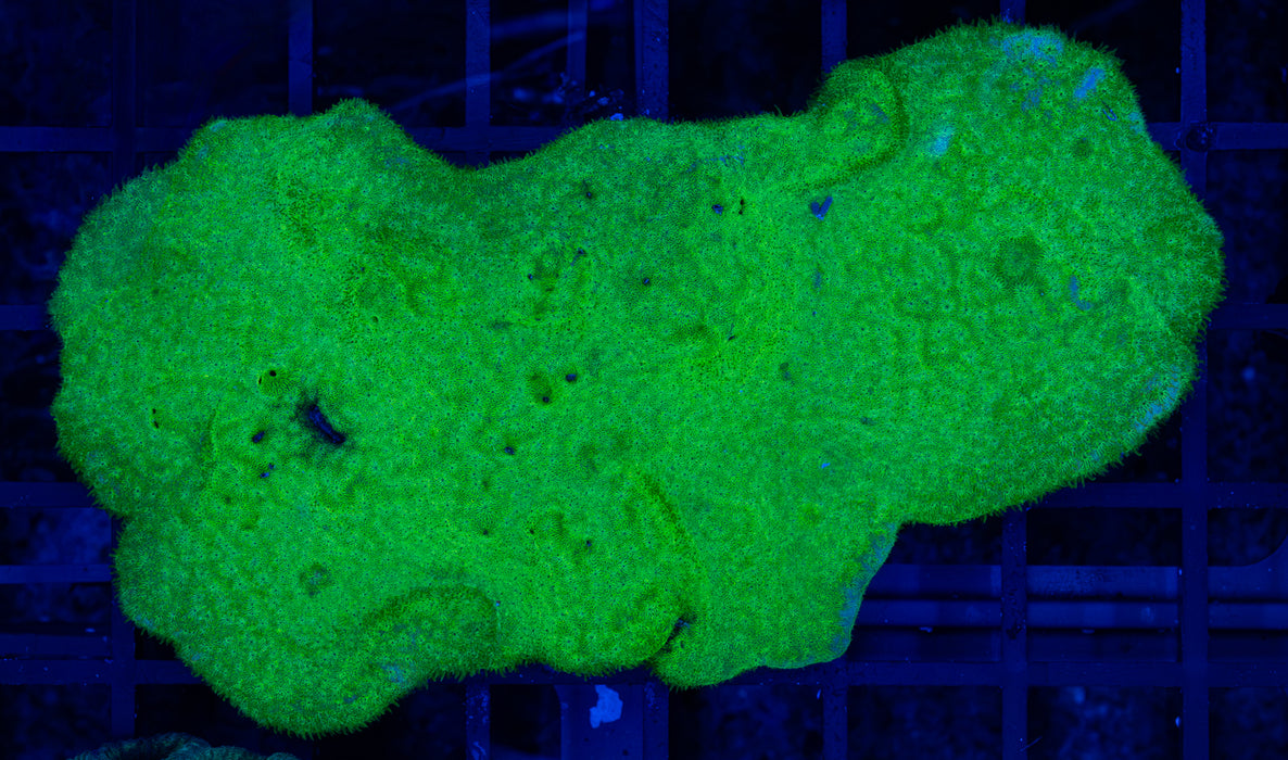 Green Psammacora