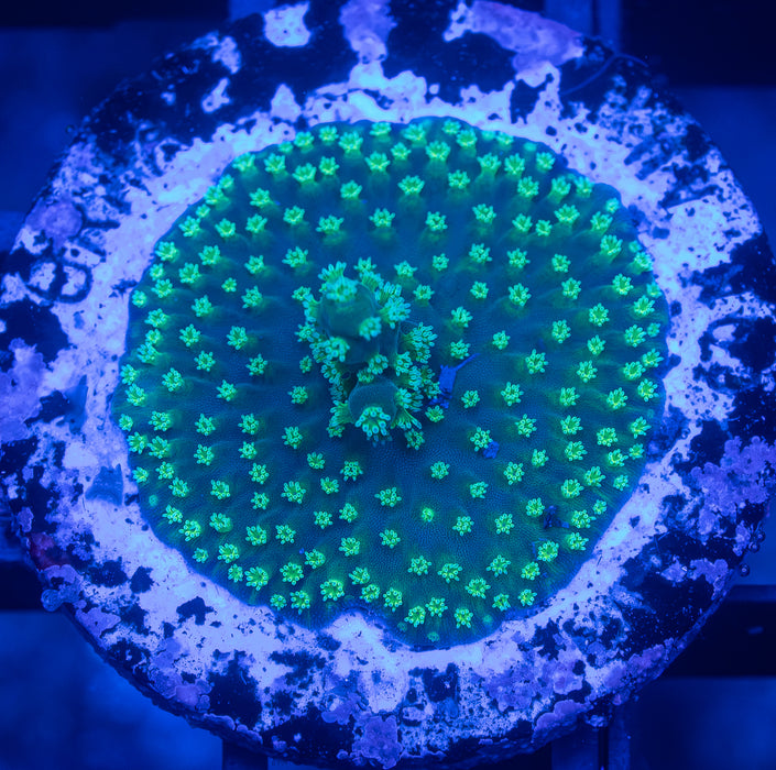WA Acro Frag
