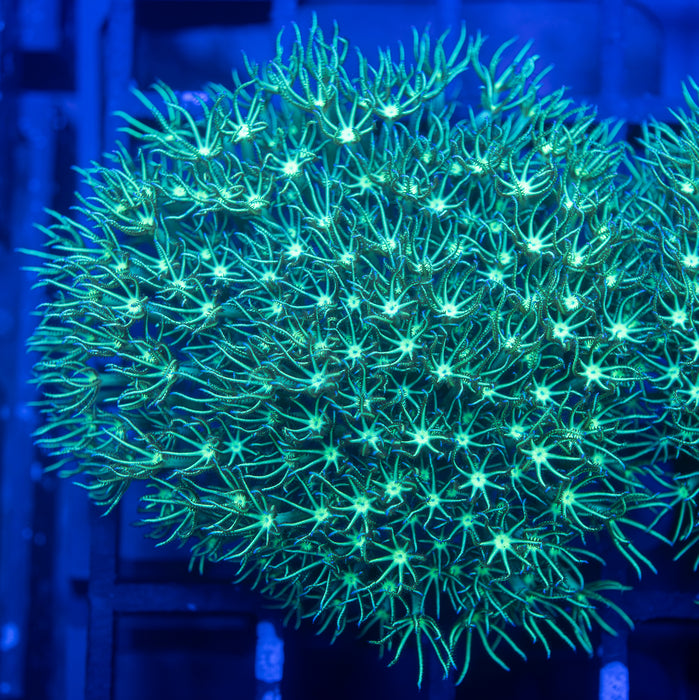 Green Star Polyp