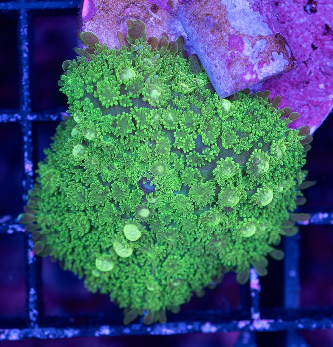 Ultra Green Fuzzy Rhodactis Single Polyp