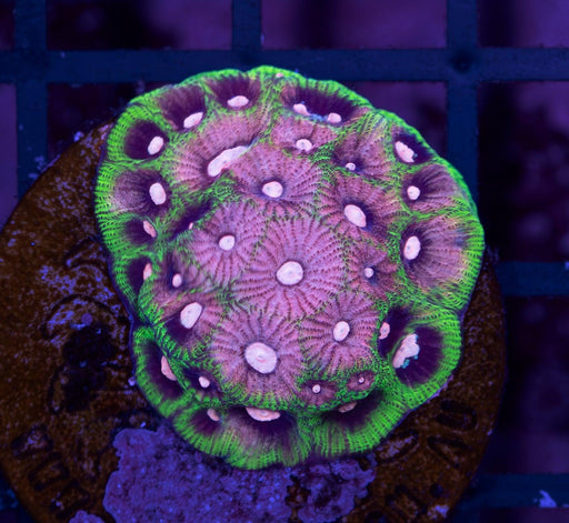 Pink Eye Favites Frag - Ocean Reefs Marine Aquariums