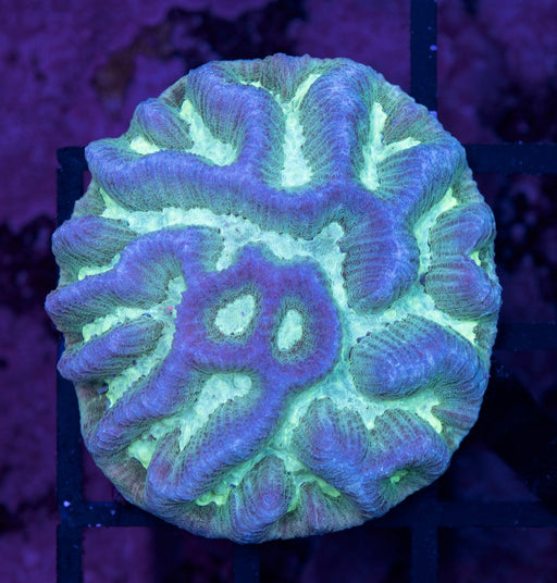 Green Platygyra 1" - Ocean Reefs Marine Aquariums