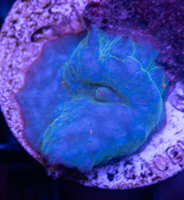 Blue Morph