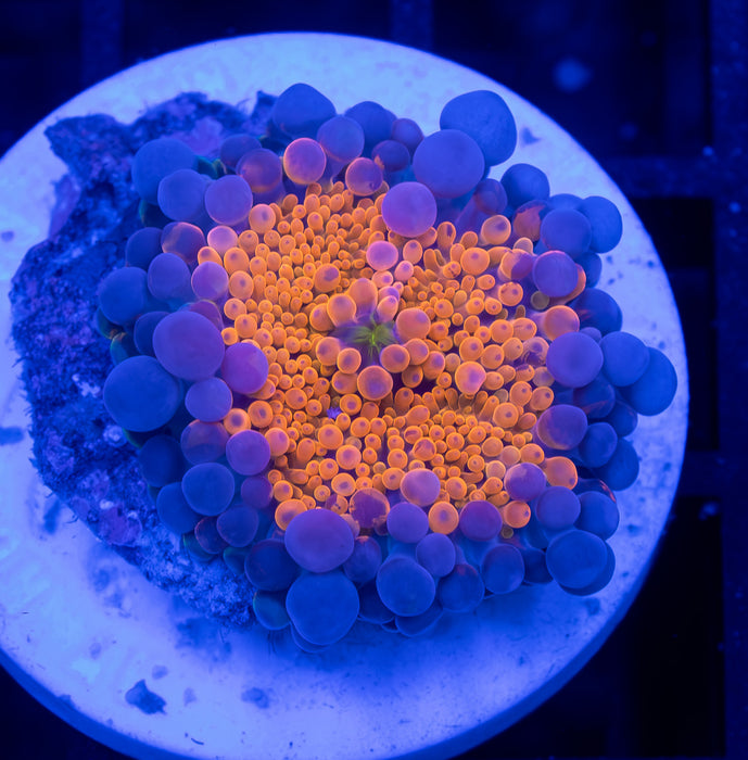 Ultra Orange Ricordea