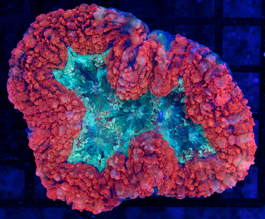 Red and Teal Symphillia