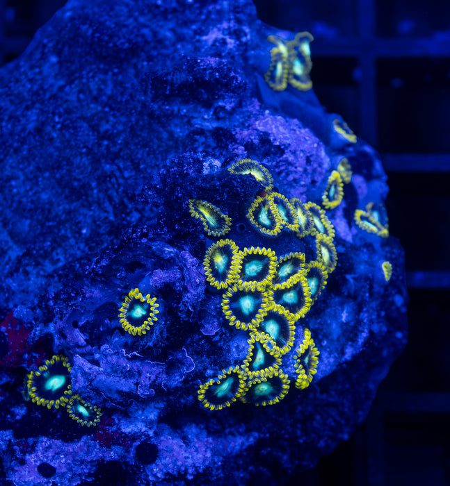 Radioactive Dragon Eye Zoa Rock