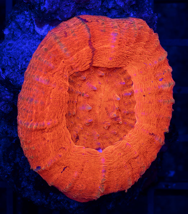 QLD Ultra Red Scoly