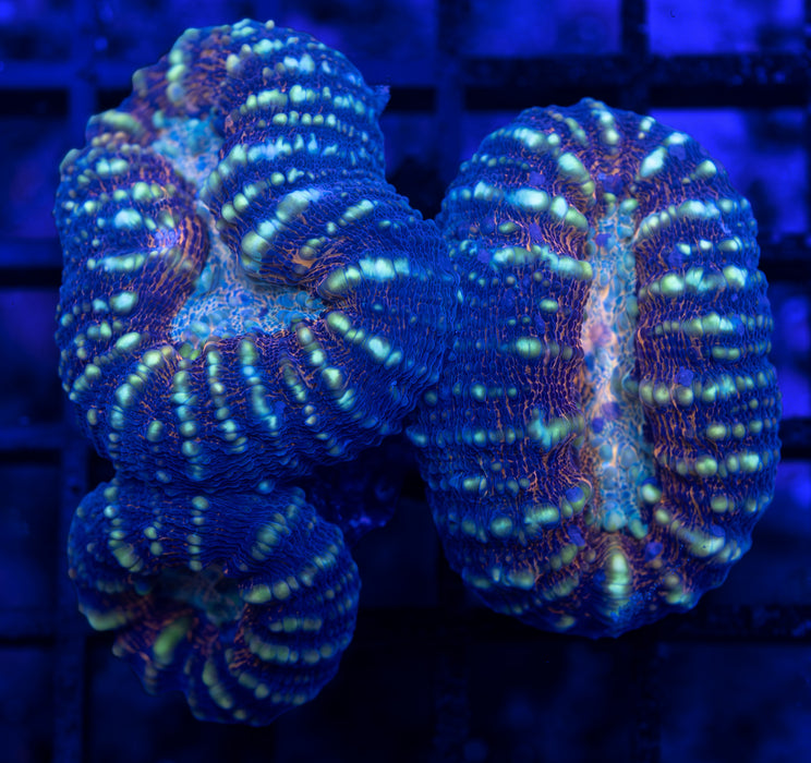 Tiger Strip Acan Pachysepta