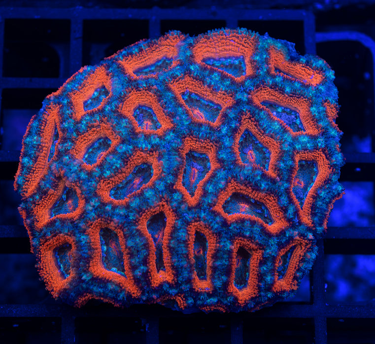 QLD Red and Green Acan