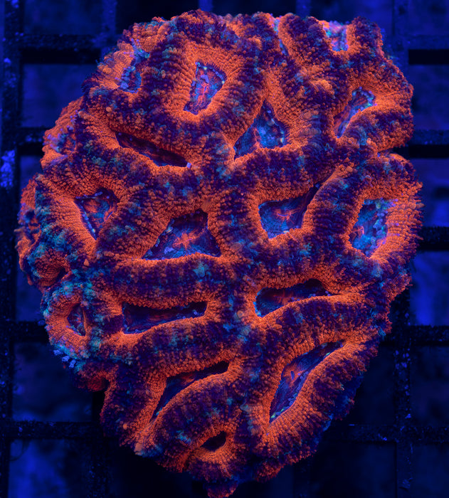 QLD Red Acan
