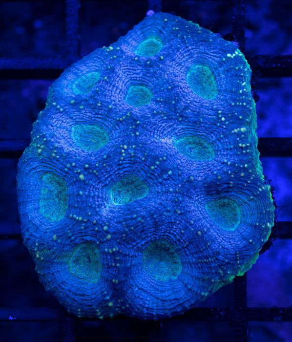 Teal Echinata