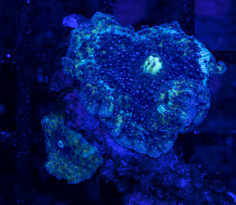 Teal Spotted Morph Rock