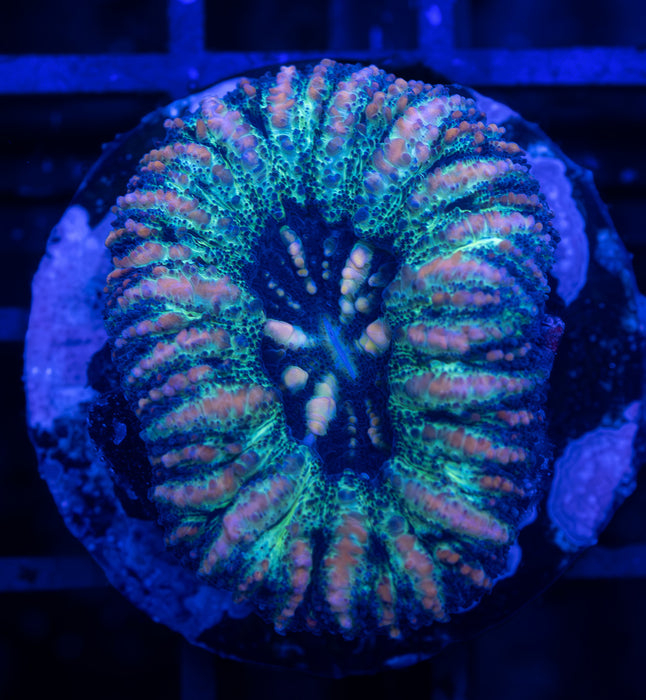 Tiger Stripe Button Scoly