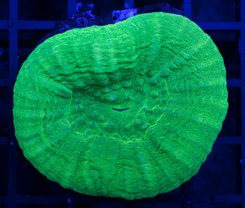 Green Apple Scoly