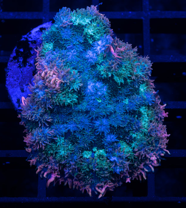 Neapolitan Rhodactis