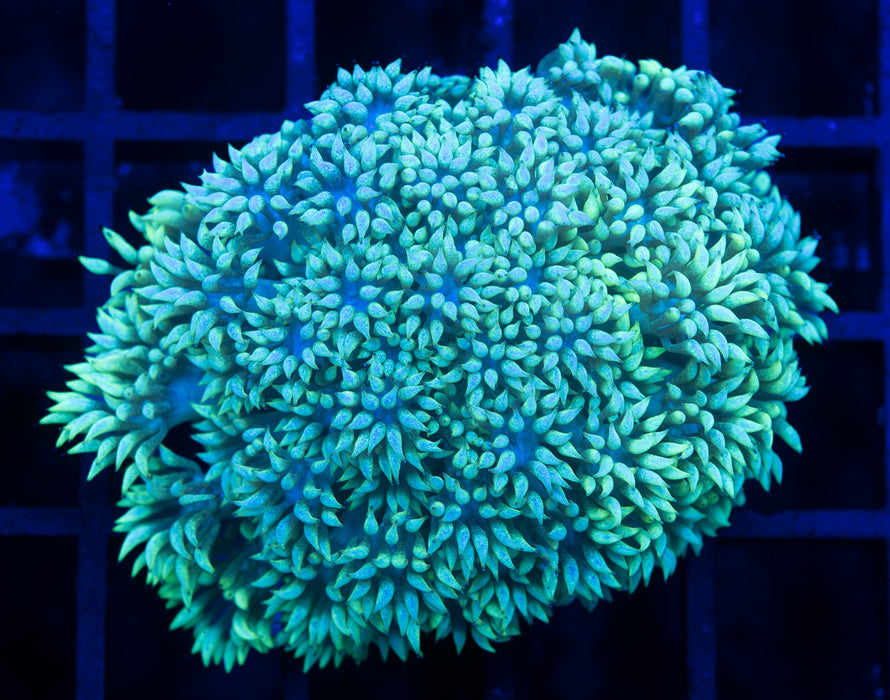 Green Tip Goni