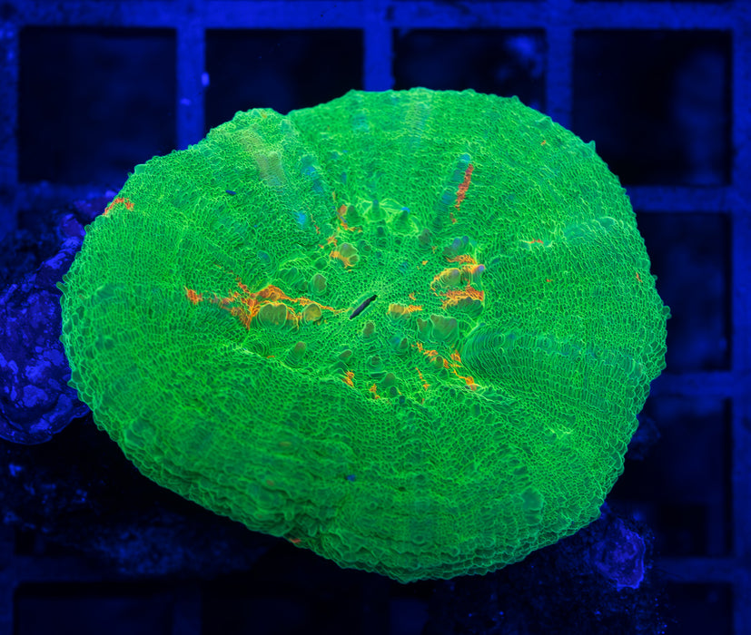 Bleeding Apple Scoly