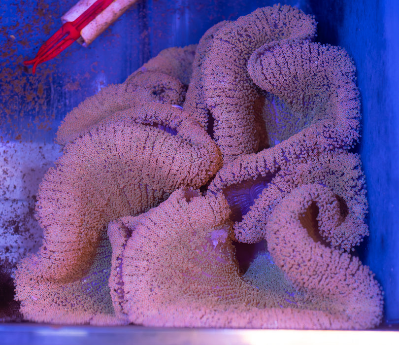 Peach Polyped Green Base Carpet Anemone (WYSIWYG)