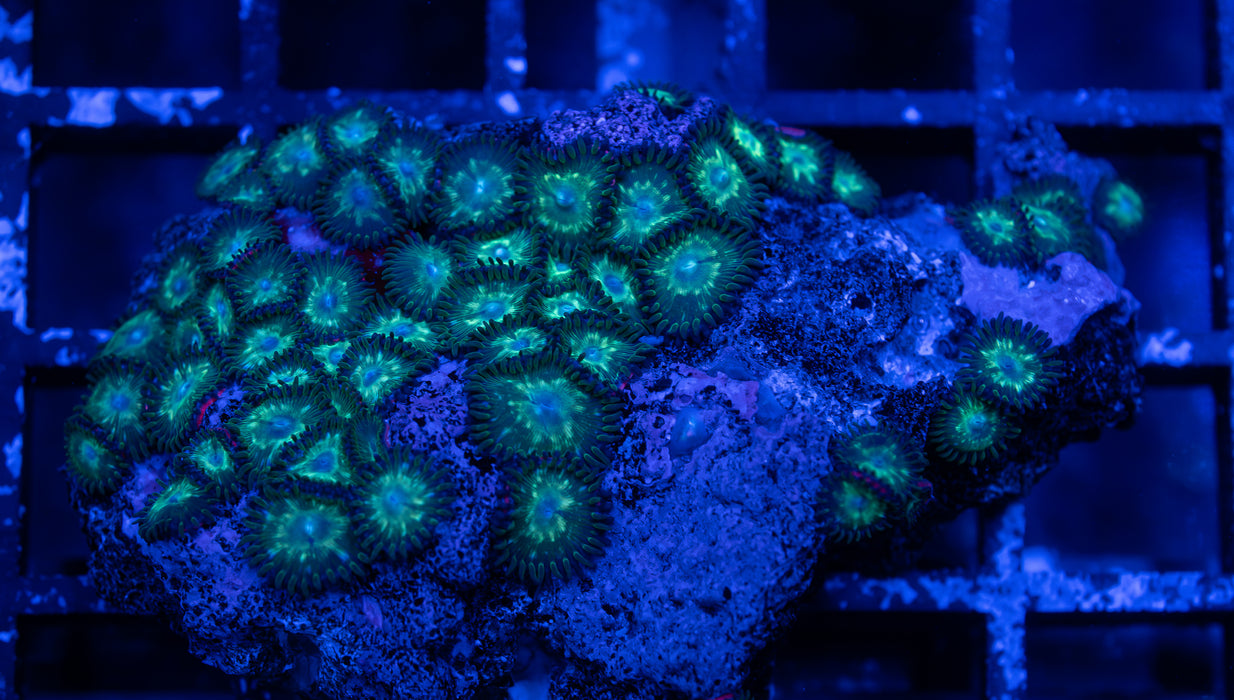 Green Zoa Rock