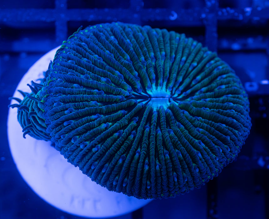 Green Fungia