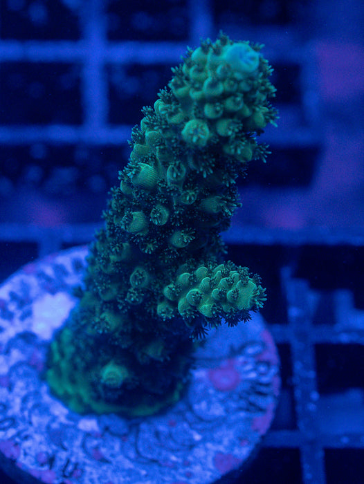 Acropora Frag