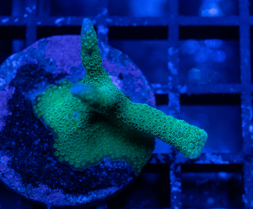 Green Digi Frag
