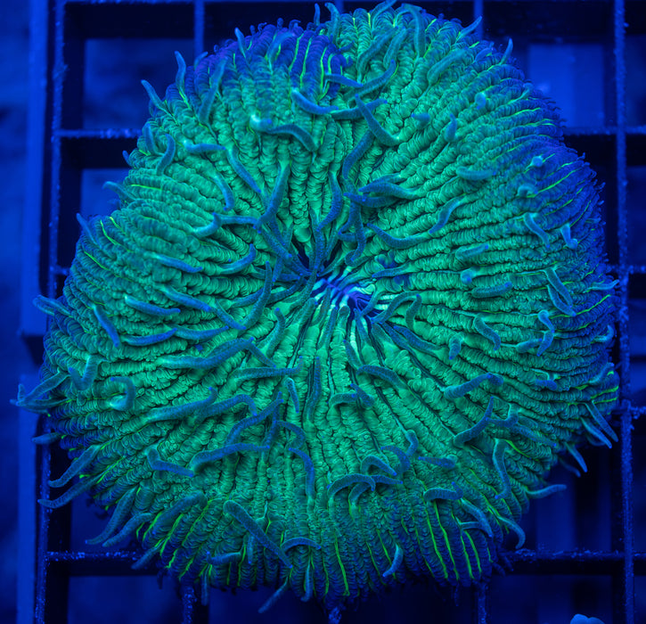 Green Fungia