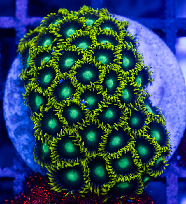 Radioactive Dragon Eye Zoa