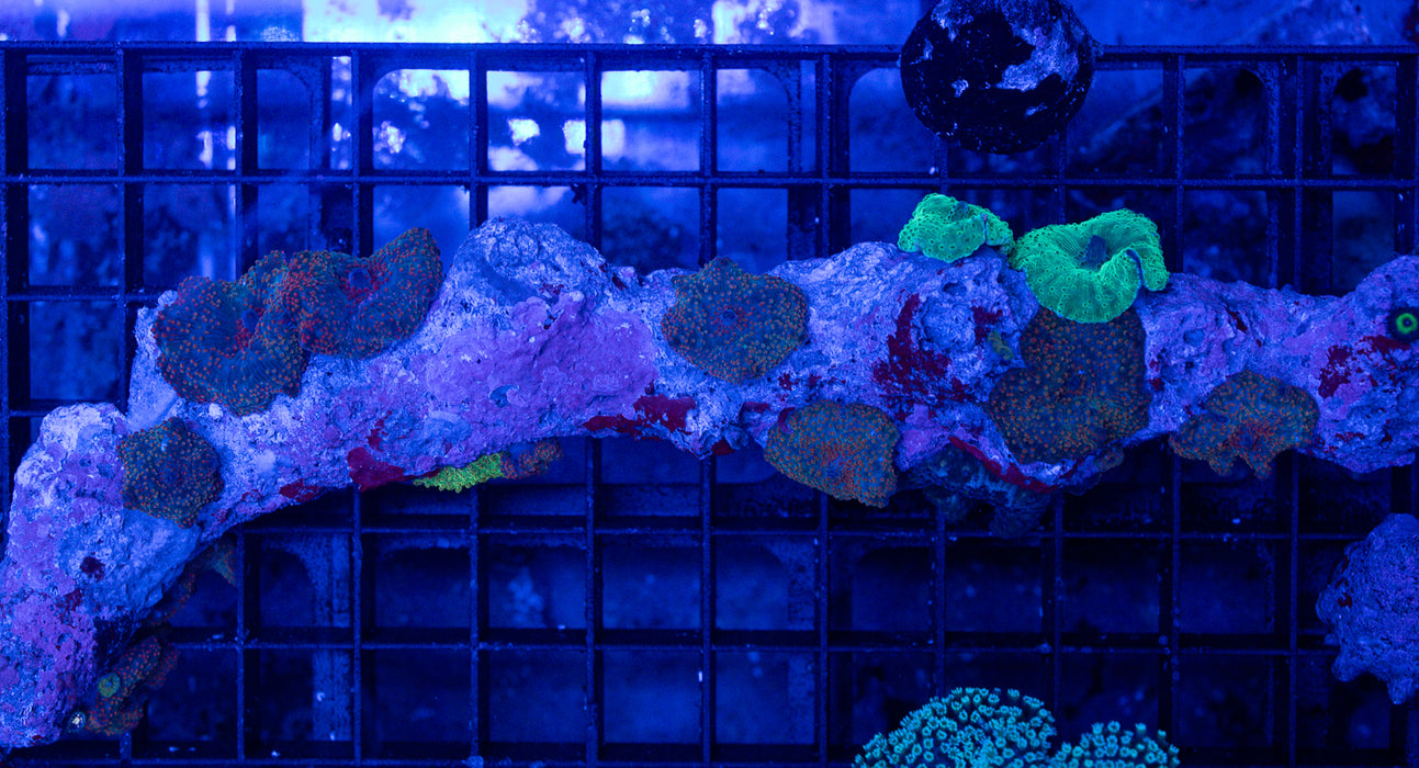QLD Orange Spot Morph Rock