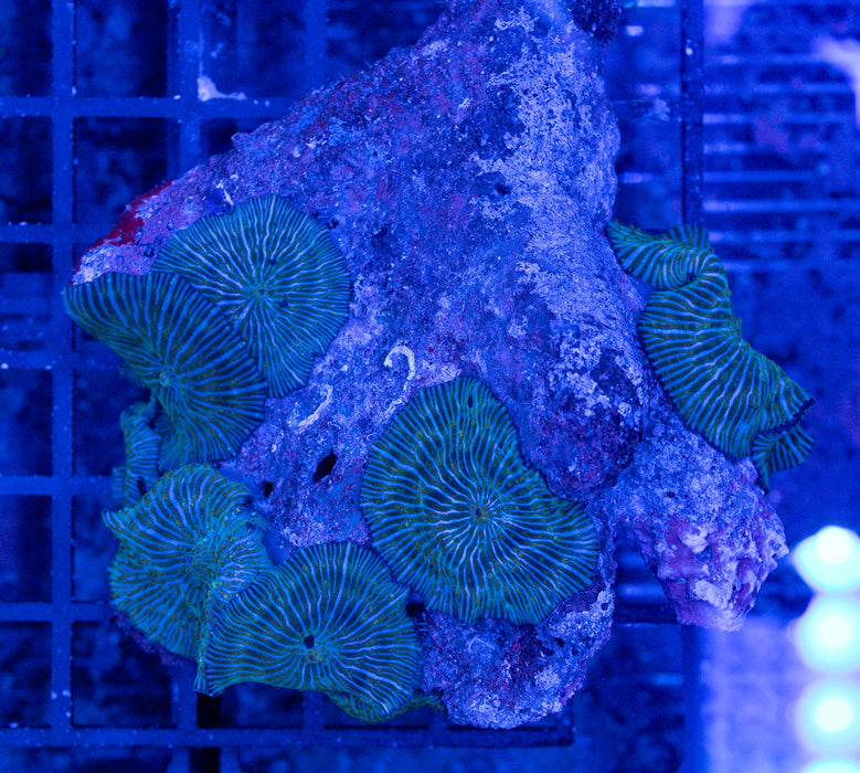 QLD Stripey Morph Rock